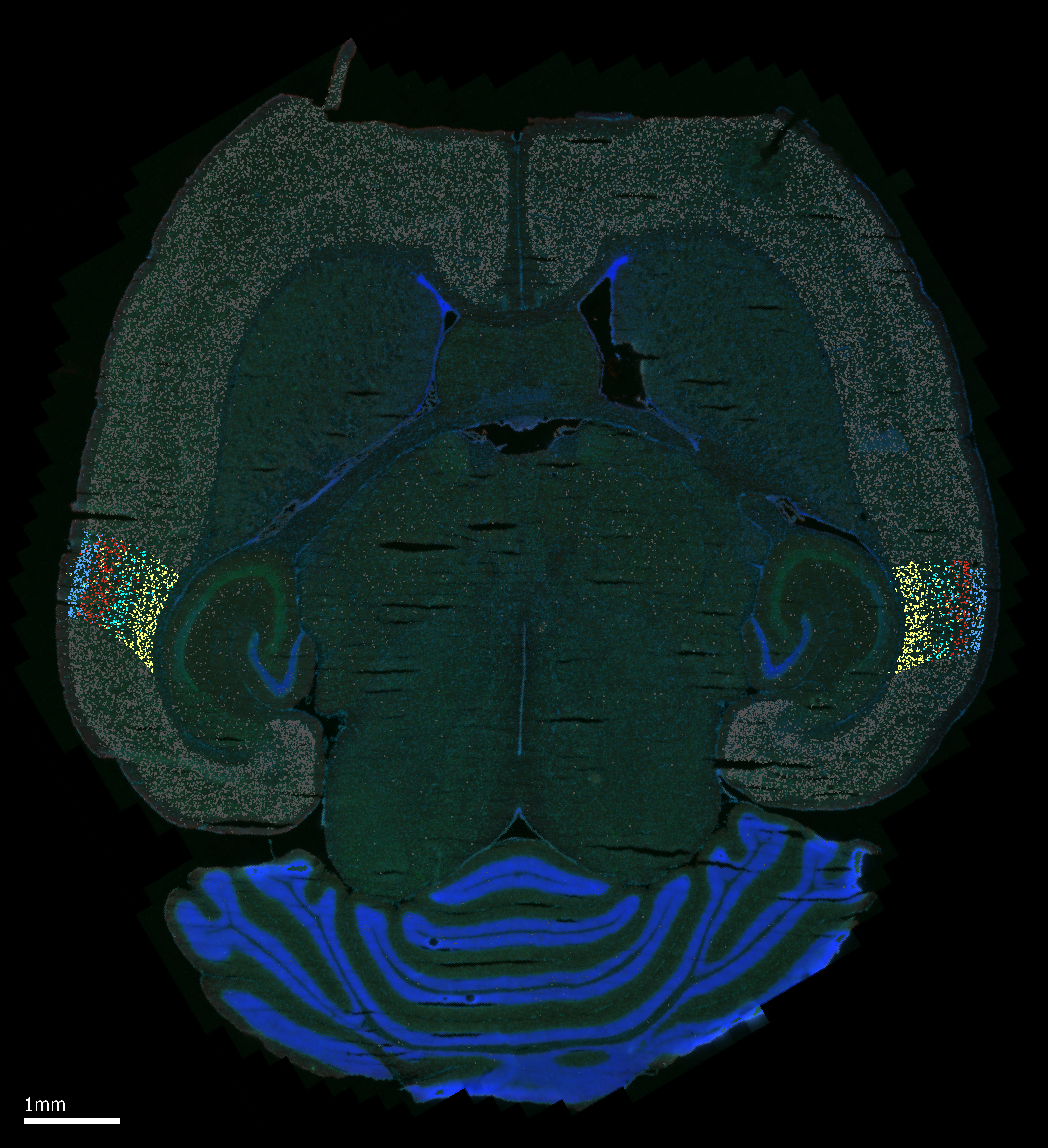 Spatial Transcriptomics with MERFISH (blurred)