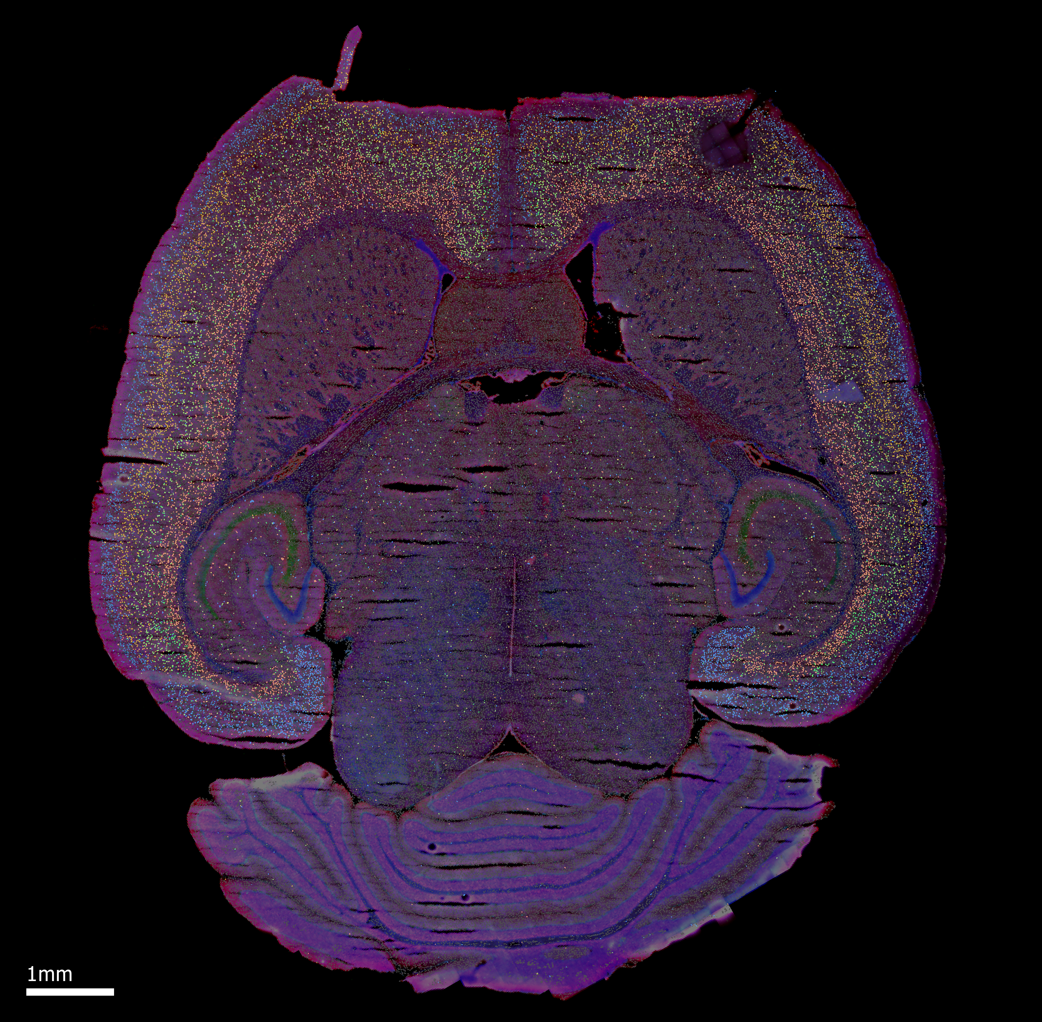 MERFISH Spatial Transcriptomics