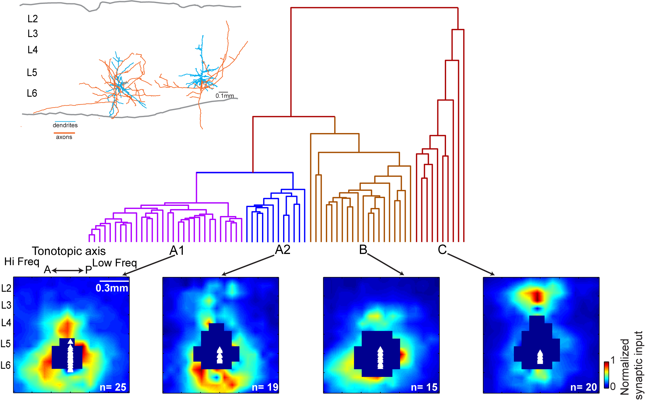 Cortical Layer 6 Circuit Mapping (blurred)