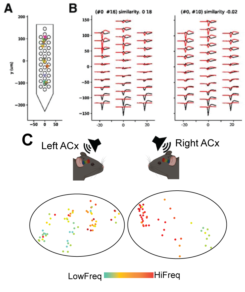 High-density silicon probe recording cartoon