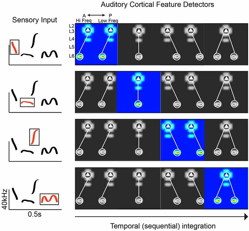 Figure 1 from the paper shows plausible connectivity motifs of phoneme detectors