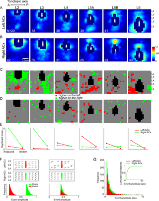 Figure 1 from the paper shows a summary of excitatory pathways in the left and right ACx across all cortical layers.