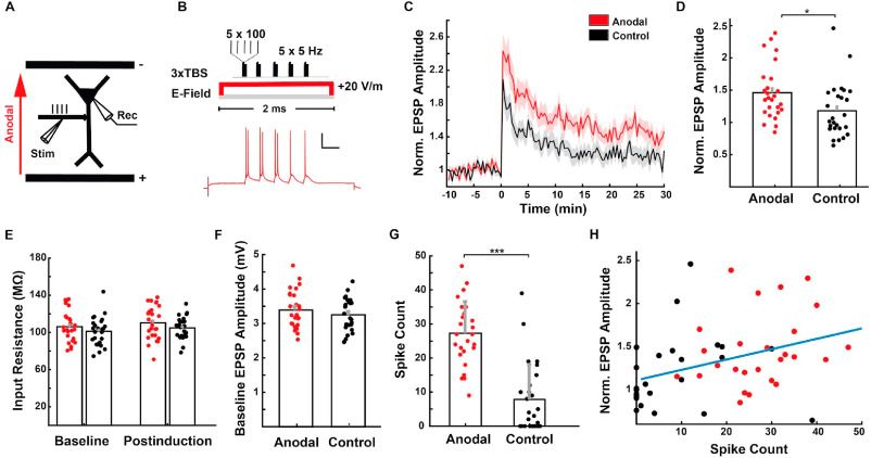 Figure 1 from the paper shows anodal direct current stimulation (DCS) boosts long-term potentiation (LTP) and somatic spiking