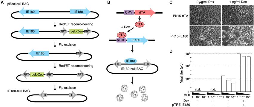 Figure 1 from the paper shows the design and construction of the IE180-null pseudorabies virus (PRV) mutant