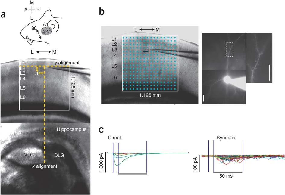 Figure 1 from the paper shows the auditory cortex laser scanning photostimulation (LSPS) experimental preparation.