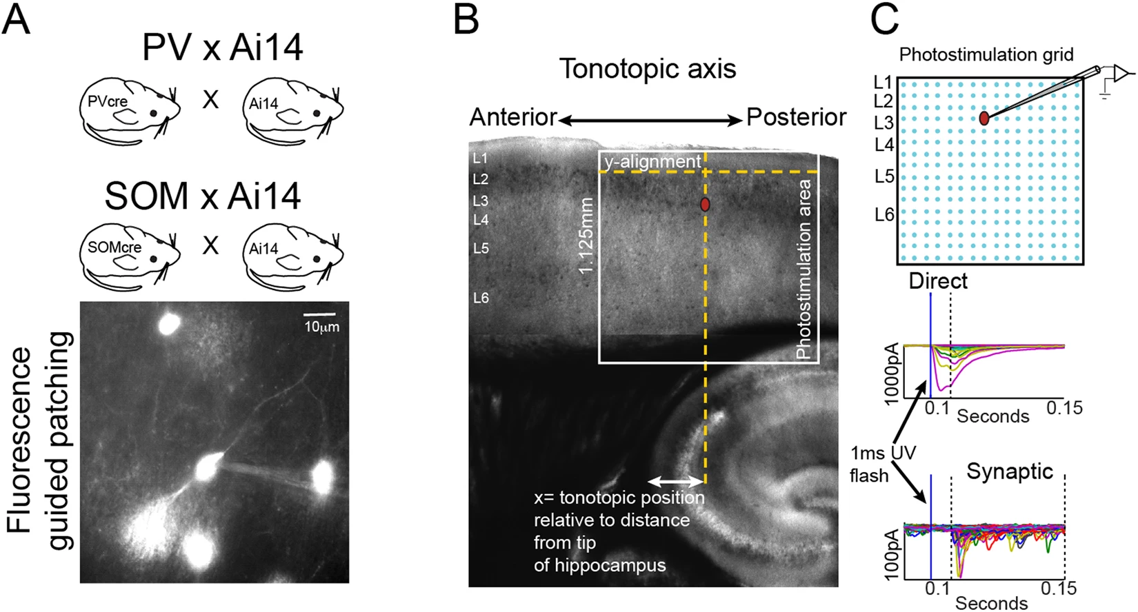 Figure 1 from the paper demonstrates cell-type specific mapping using Laser Scanning Photostimulation (LSPS)