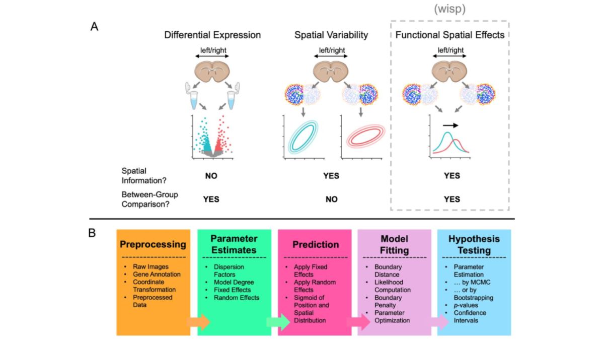 Figure 1 from the paper: (A) Schematic difference between analyses of differential expression, spatial variability, and functional spatial effects. A depiction of laterality is used as an example to represent a between-group factor. Shown from left-to-right are schematics of a volcano plot, spatial covariance plots, and a spatial-density plot. (B) Pipeline for a WSP model, from data preprocessing to hypothesis testing.
