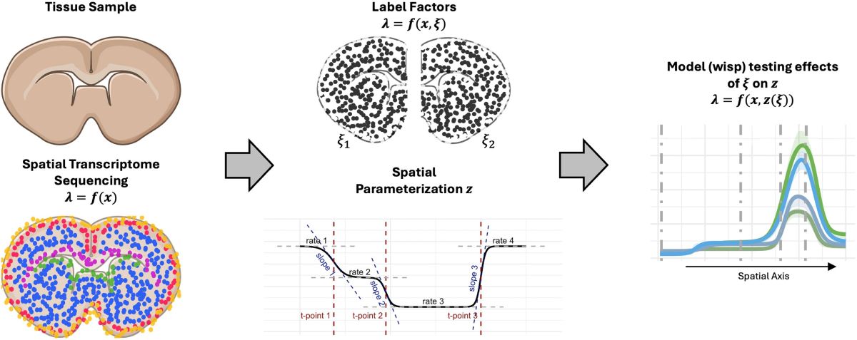 Graphical abstract showcasing the wisp model's workflow, from spatial transcriptomics data to hypothesis testing.