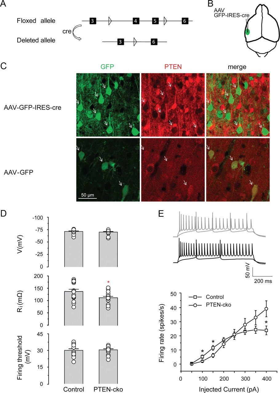 Figure 1 from the paper shows effect of phosphatase and tensin homolog on chromosome 10 (PTEN) deletion on intrinsic membrane properties