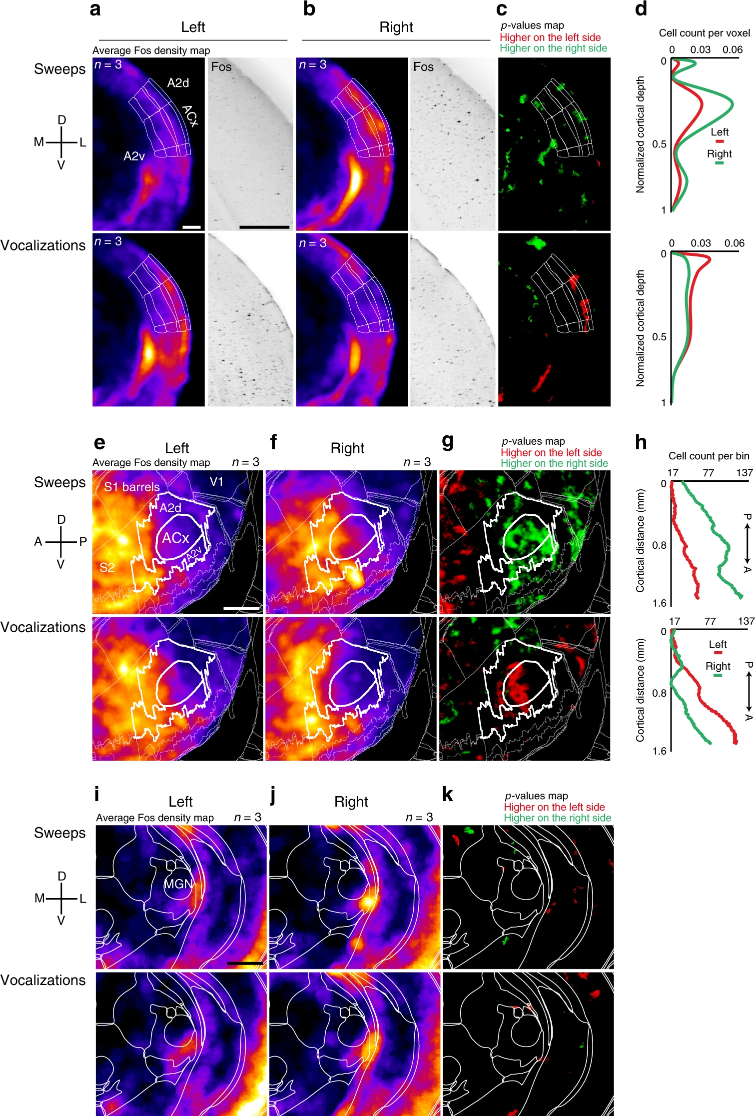 Figure 1 from the paper shows sweeps and mouse vocalizations evoke lateralized activation in the auditory cortex