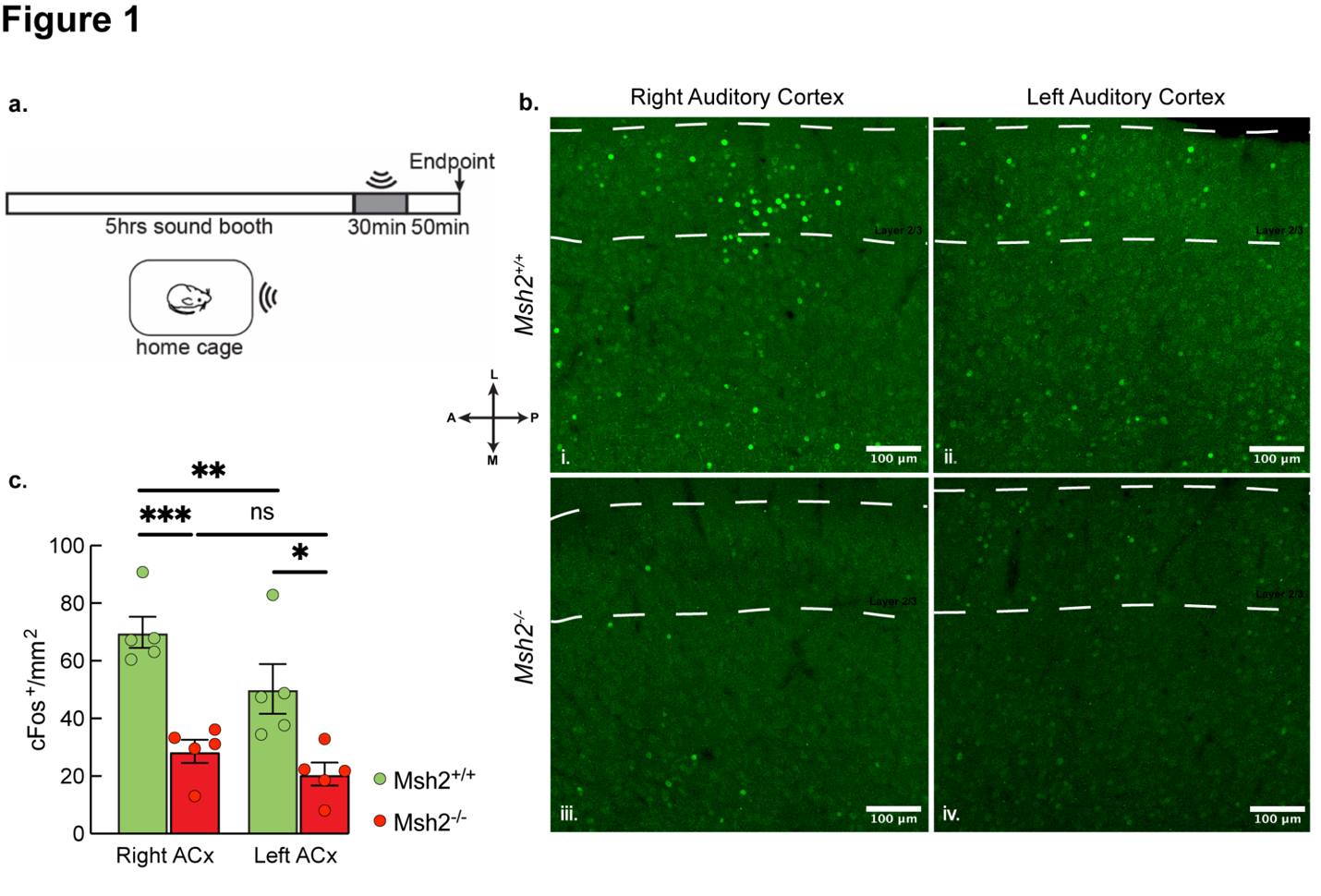 Figure 1 from the paper shows diminished auditory function in the ACx of Msh2(-/-) mice.