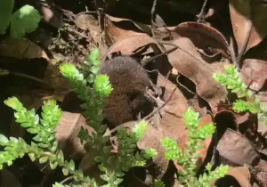 Alston mouse in the Monteverde Rainforest